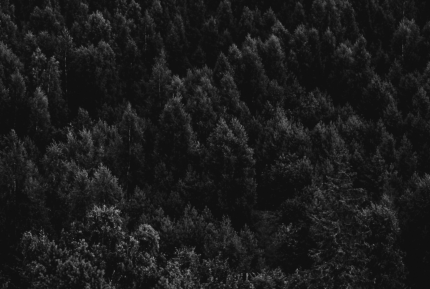 Southern cross papers forrest black white Southern cross papers forrest black white